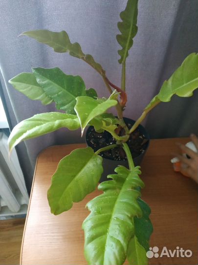 Филодендрон голден крокодил