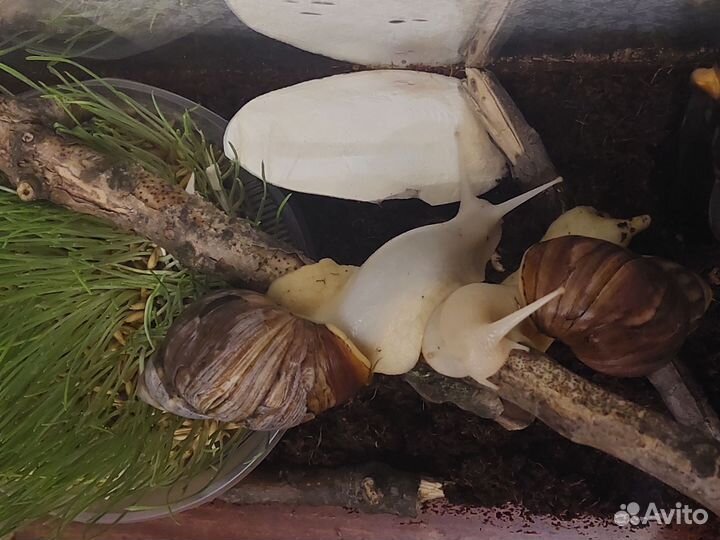 Взрослые улитки ахатины