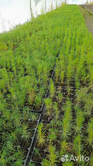 Сеянцы сосны зкс