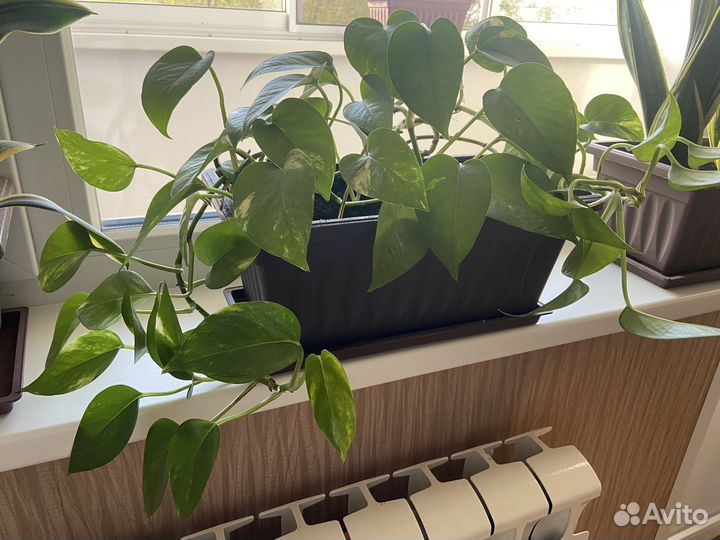 Цветы комнатные Сциндапсус