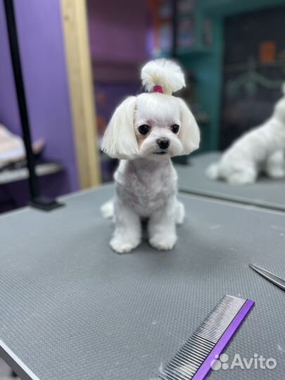 Грумер стрижка собак