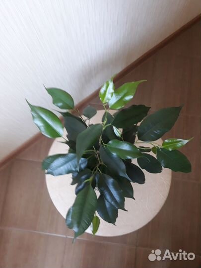 Фикус бенджамина