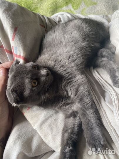 Шотландская вислоухая кошка бесплатно