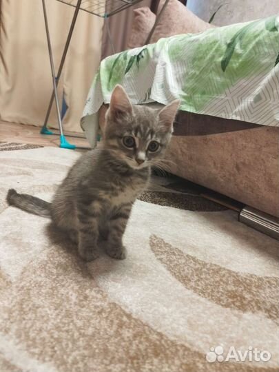 Котенок серый