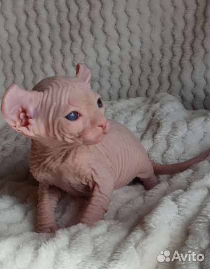 Канадский сфинкс эльф котенок