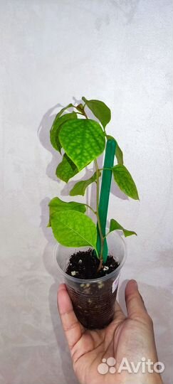 Бугенвиллия Double Purple