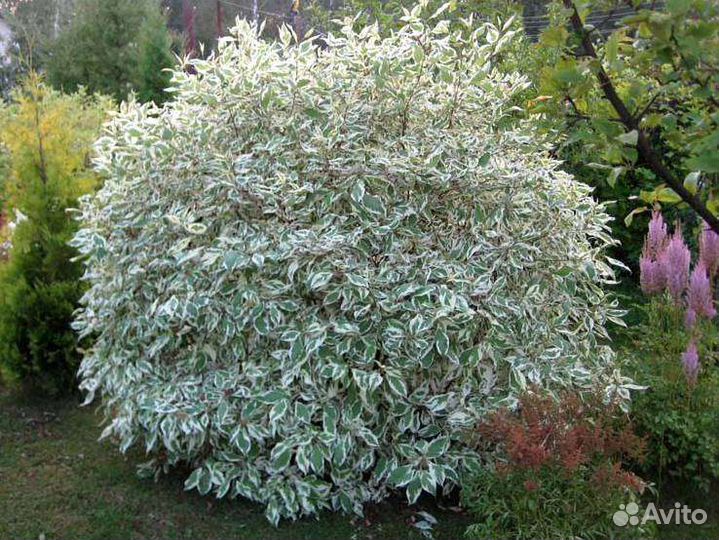 Ива извилистая большие саженцы и дерен пестролистн