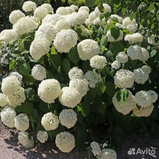 Гортензия древовидная анабель