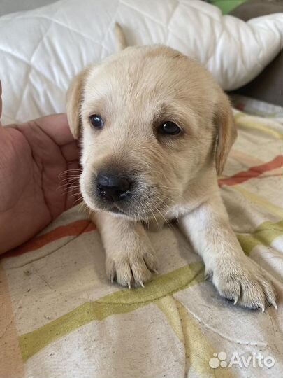 Щенки лабрадора