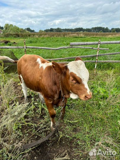 Телёнок (бычок)