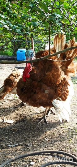 Продам индюков