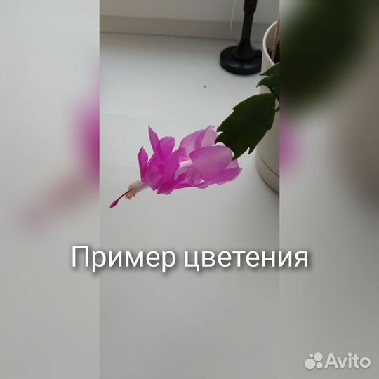 Декабрист розовый