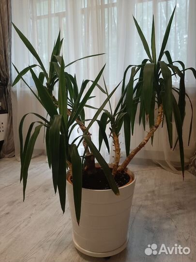 Юкка в горшке IKEA + подставка на колёсиках IKEA