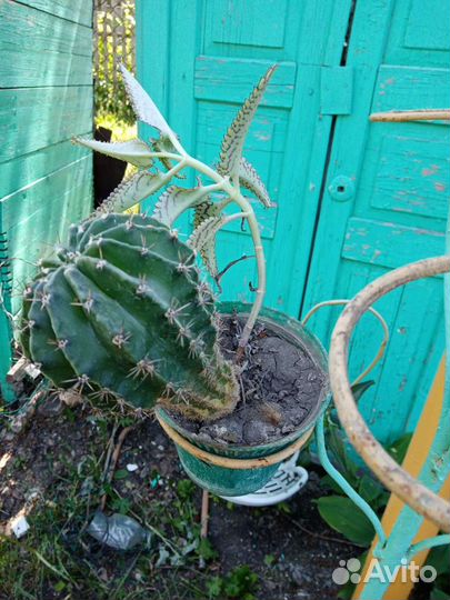 Комнатные цветы каланхоэ