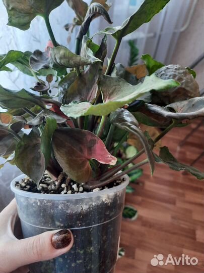 Сингониум клубничный лед бронь