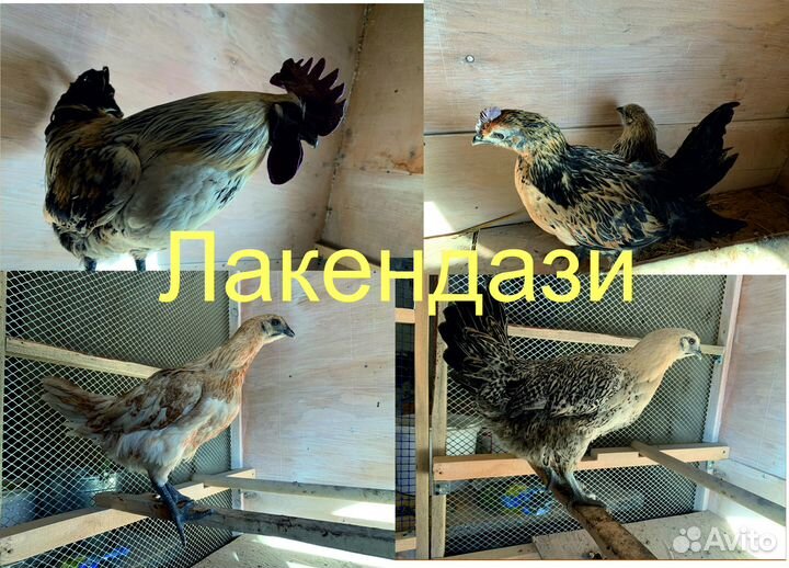 Цыплята