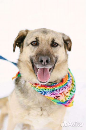 Скромная собака в добрую семью