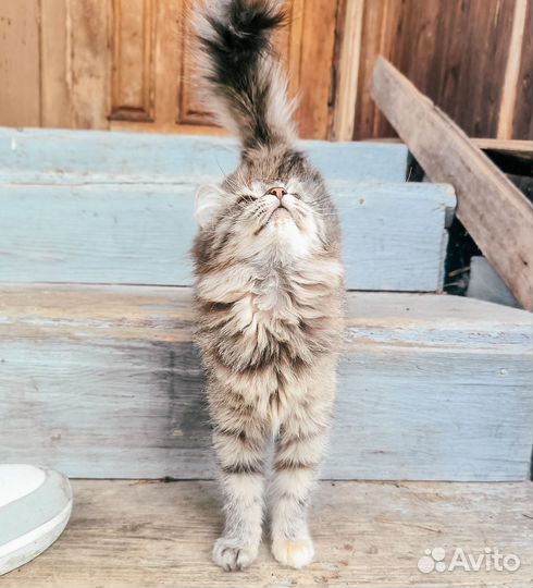 Две кошечки, 4 мес