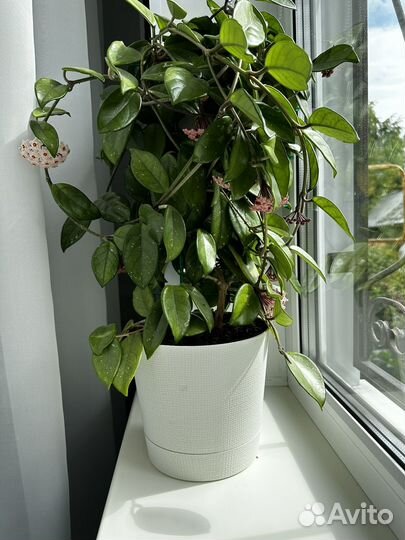 Хойя взрослая