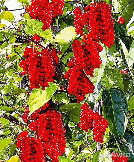 Саженцы китайского лимонника