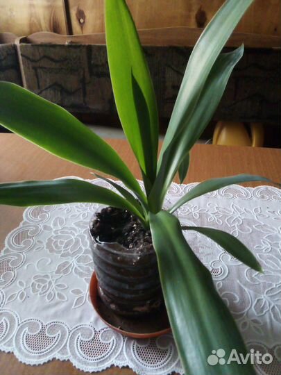 Комнатный цветок юкка