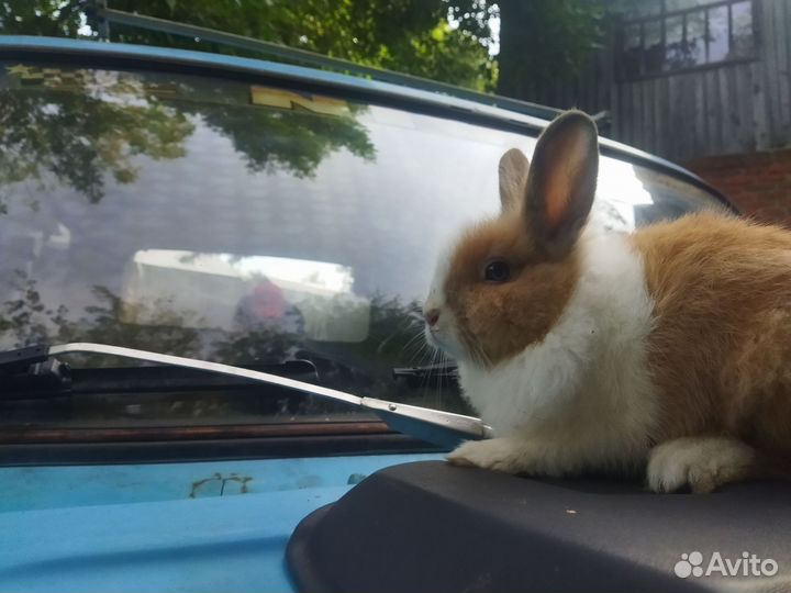 Декоративный кролик
