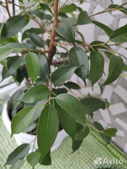 Фикус Бенджамина Наташа