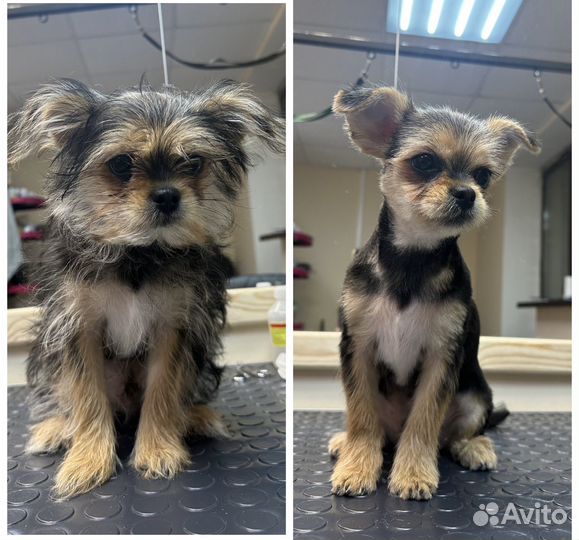 Груминг, стрижка, вычесывание собак и кошек