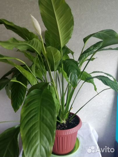 Спатифиллум комнатное растение