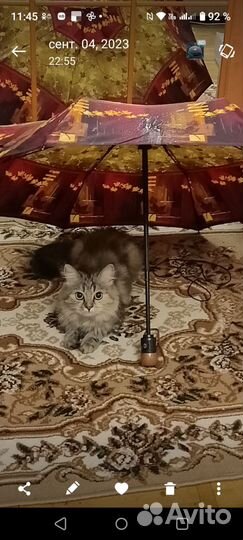 Кошка
