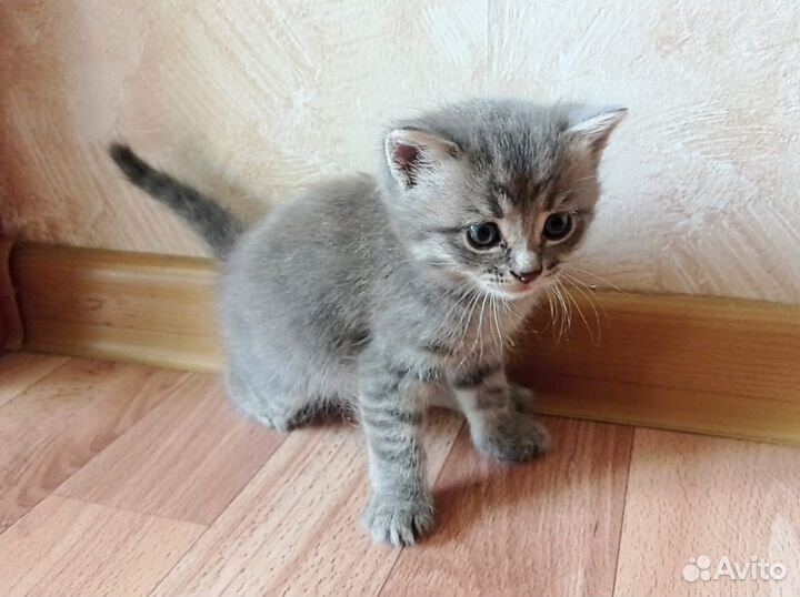 Котенок в добрые руки бесплатно