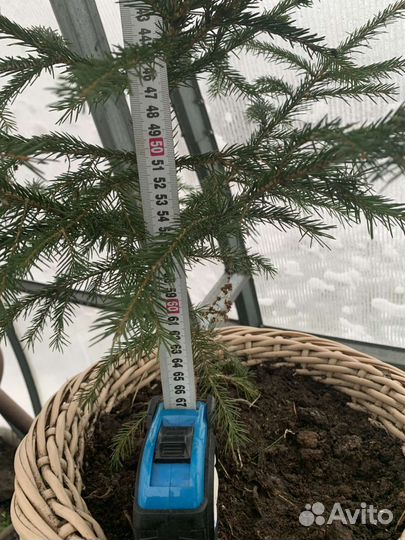 Ель живая в горшке