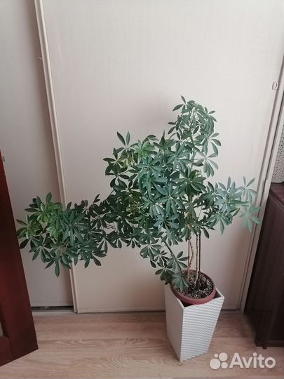 Комнатные цветы шефлера