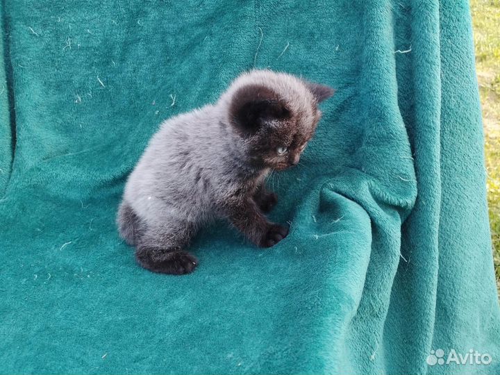 Британские котята, девочки