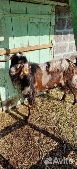 Козел вязка