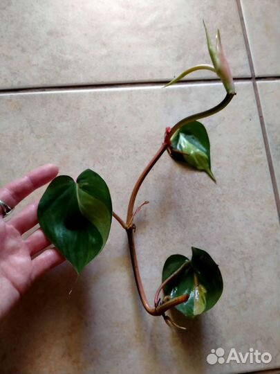 Филодендрон Бразил