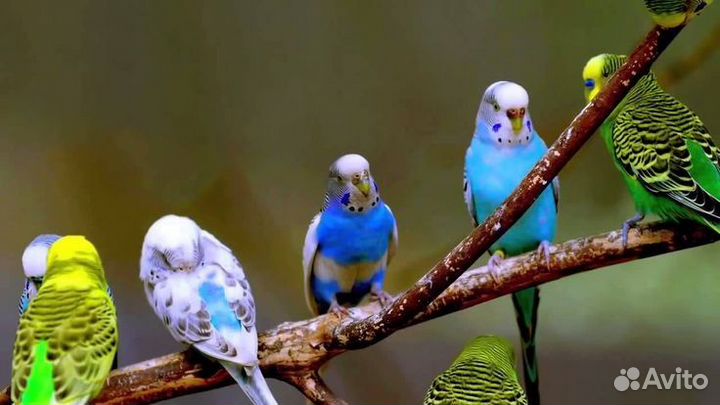 Попугайчики птенцы