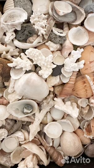 Коробка ракушек