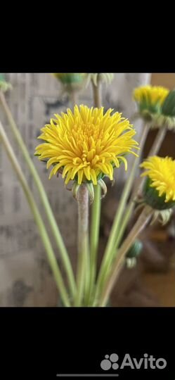 Цветы, подарок, ручная работа