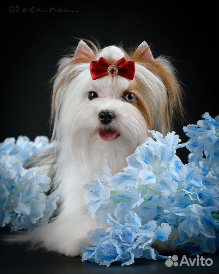 Голубоглазый бивер для вязки