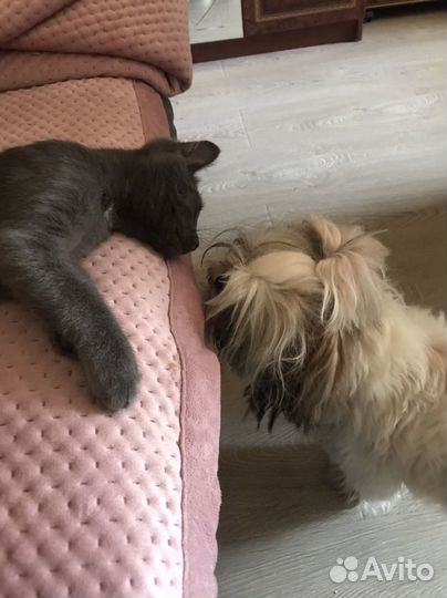 В добрые руки