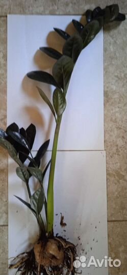 Замиокулькас черный равен