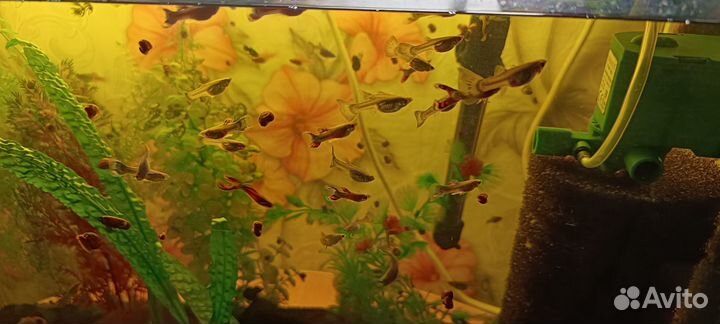 Гуппи, молинезии, меченосцев, сомики