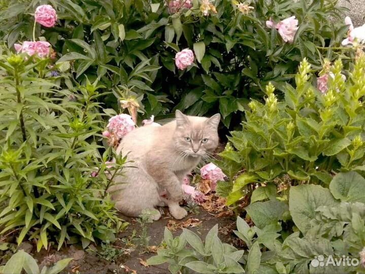 Кот с улицы в добрые руки