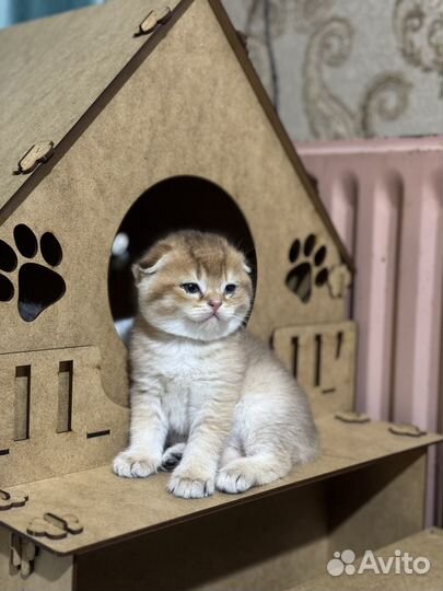 Шотландские вислоухие котята