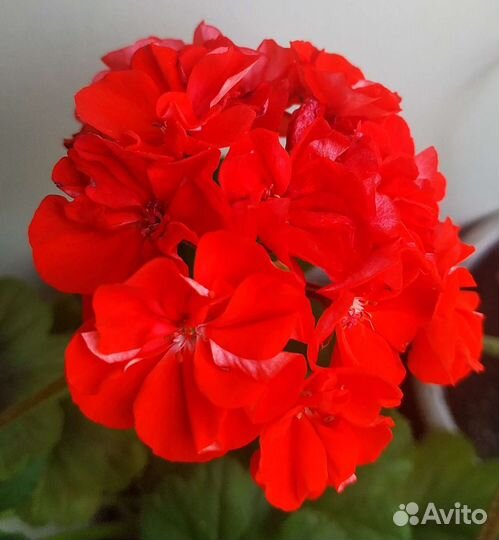 Пеларгония герань Карликовая, h-15см