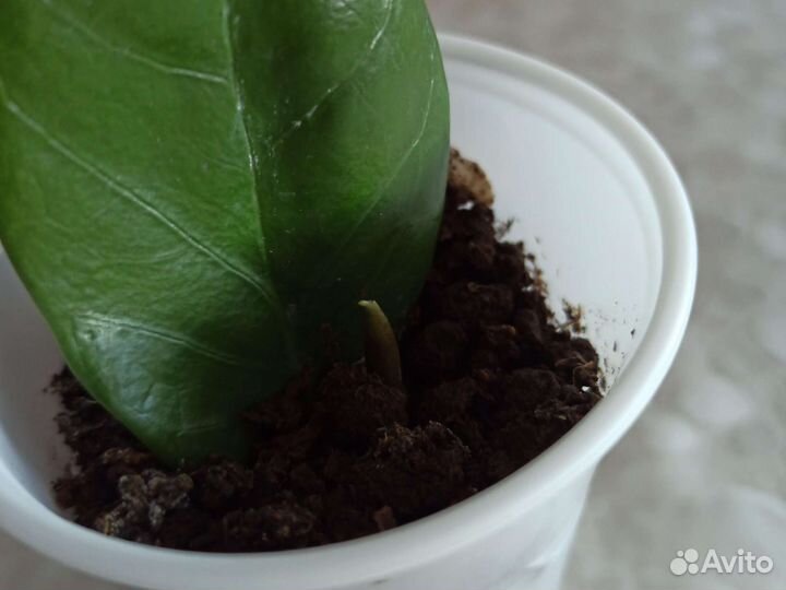 Замиокулькас