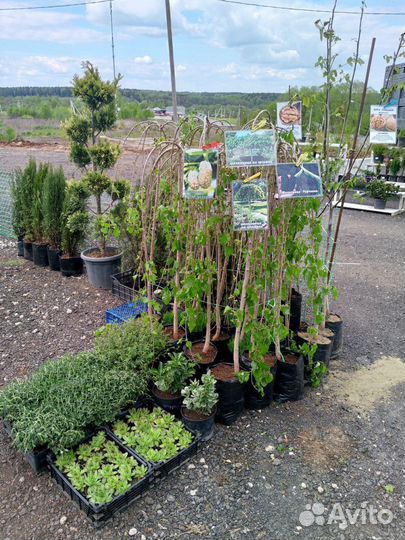 Шелковица на штамбе 3-х годовалая