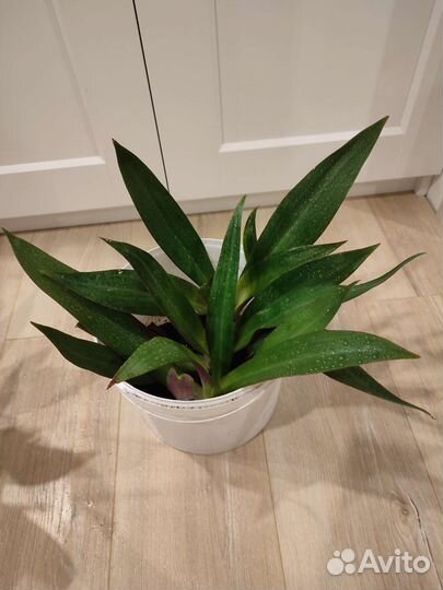 Традесканция рэо 3в1 горшке, 300