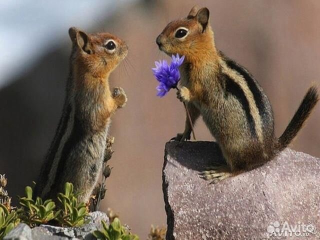 Белки Бурундуки